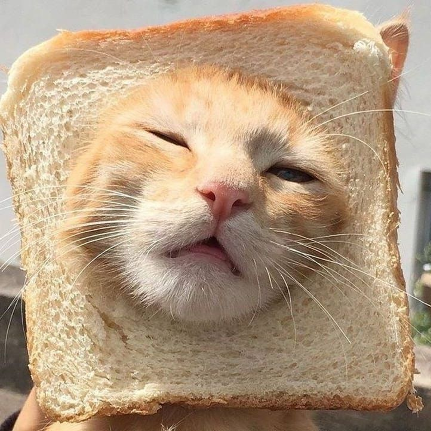 cat in bread closeup
