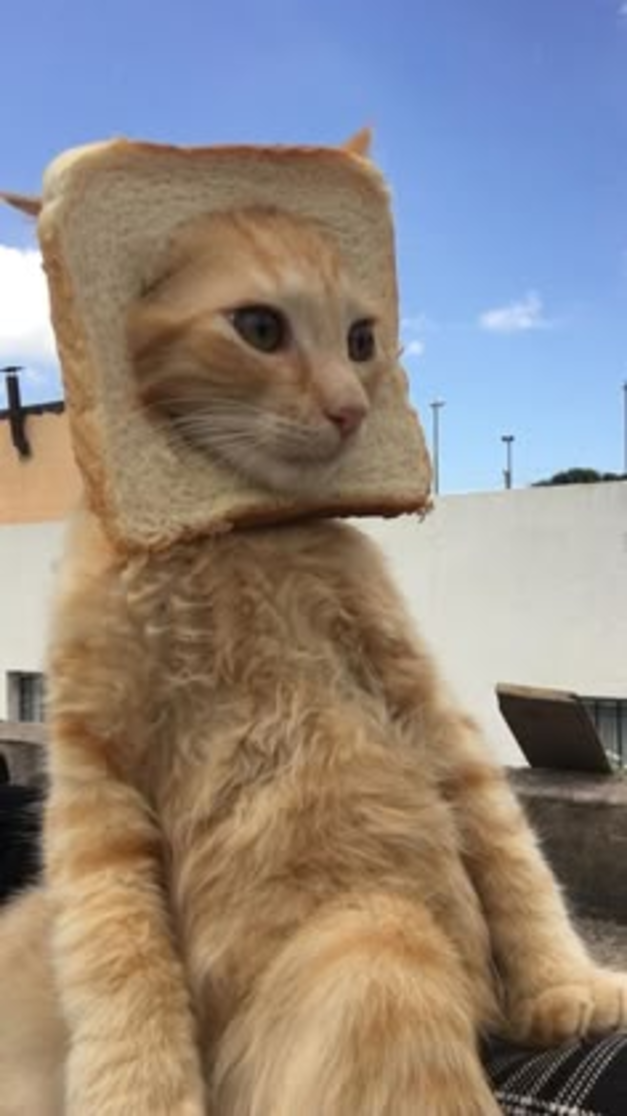 cat in bread, blue sky