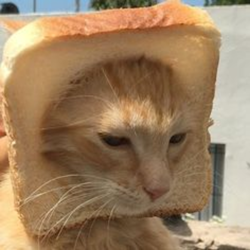 cat in bread sunny